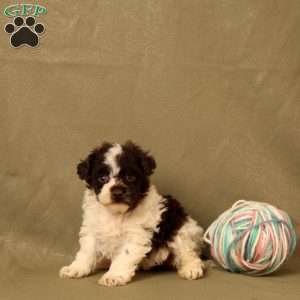 Hope, Toy Poodle Puppy